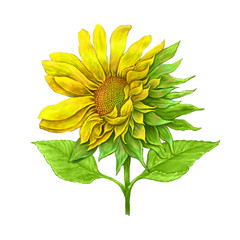Sunflowers ,yellow flower on isolated white background ,digital painting