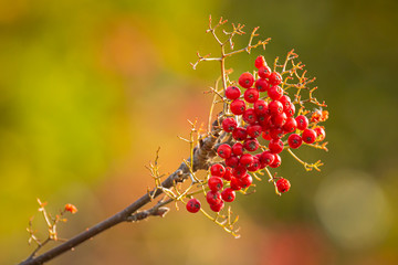 Sorbus aucuparia orange fruit berries, Blooming in bright sunlight during Autumn.