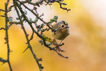 Goldcrest bird Regulus regulus Autumn colors