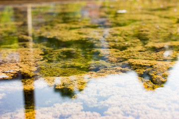 Tina yellow and green on the surface of the water. The expanse of the water of the swamp reflects the sky