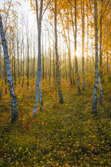 Obraz premium Die Sonne scheint durch Nebel in Birkenwald im Herbst