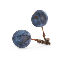 Fresh blackthorn berries with twig, prunus spinosa isolated on white background