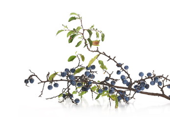 Fresh blackthorn berries with twig, branch and leaves prunus spinosa isolated on white background