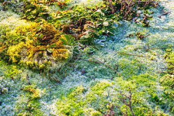 Obraz na płótnie Canvas Frosty meadow in the morning