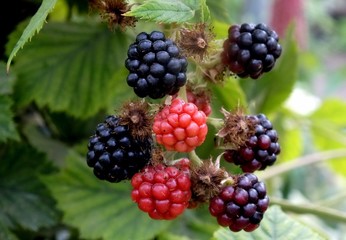 blackberries on a bush