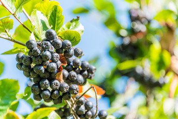 Ripe Chokeberries Ready for Harvest on a Sunny Day