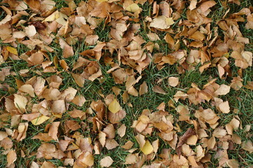 autumn leaves on the lawn