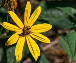 Closeup of a Bright Yellow Flower in a Summer Garden and Bee