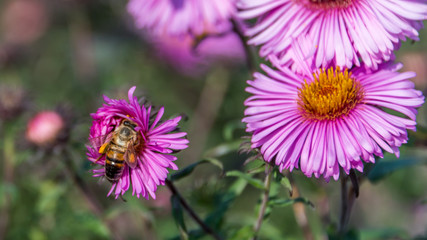 Bee and Purple Pink Flowers Closeup in a Summer Garden