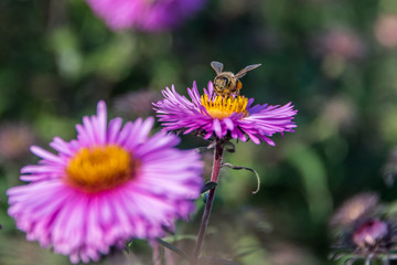 Bee and Purple Pink Flowers Closeup in a Summer Garden