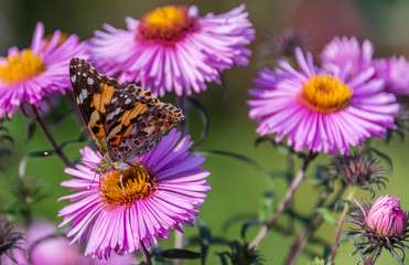 Butterfly and Purple Pink Flowers Closeup in a Summer Garden