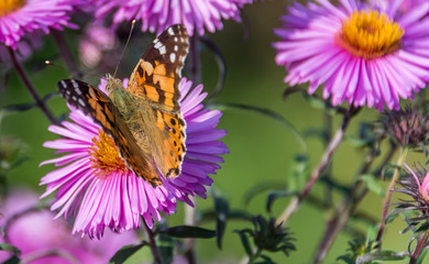 Butterfly and Purple Pink Flowers Closeup in a Summer Garden