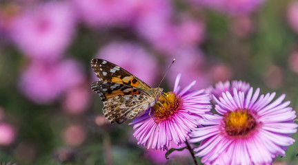 Fototapeta na wymiar Butterfly and Purple Pink Flowers Closeup in a Summer Garden