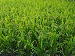 Fresh green rice crops growing in Korea. Agriculture in South Korea.