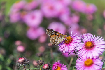 Butterfly and Purple Pink Flowers Closeup in a Summer Garden