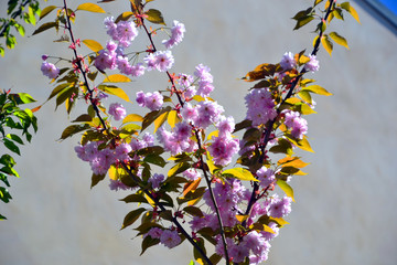 Branch of a cherry tree in front of a wall