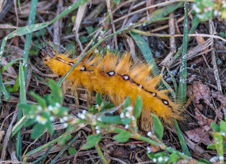 Closeup of a Yellow Furry Caterpillar on a Forest Floor