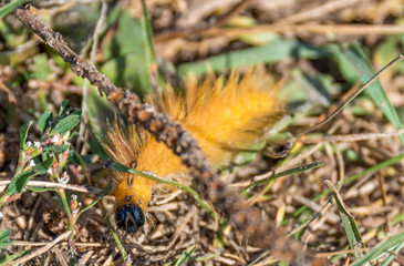 Closeup of a Yellow Furry Caterpillar on a Forest Floor