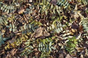 Top view of fallen leaves of Sophora japonica in autumn