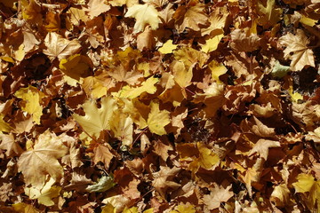 Amber yellow fallen leaves of maple from above