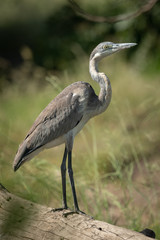 Black-headed heron stands on log in profile