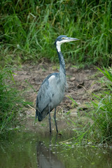 Black-headed heron stands in shallows facing right