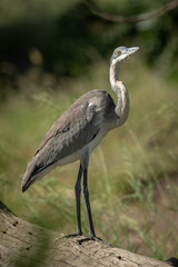 Black-headed heron stands on log eyeing camera