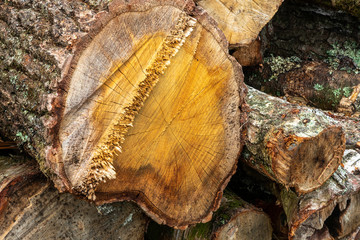 WInfrith and Tadnoll Nature Reserve, Dorset, England