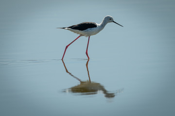 Black-winged stilt in sunshine walks through shallows