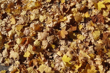 Decaying leaves of maple in mid October