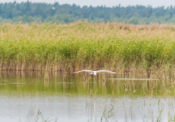 Great White Egret in Wetlands in Latvia on a Sunny Day
