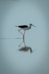 Black-winged stilt walking through lake in sunshine