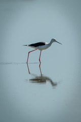 Black-winged stilt walks through lake in sunshine