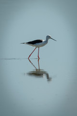 Black-winged stilt walking through shallows in sunshine