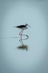 Black-winged stilt walks through shallows in sunshine