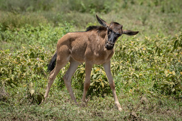 Naklejka na ściany i meble Blue wildebeest calf walks past tossing head