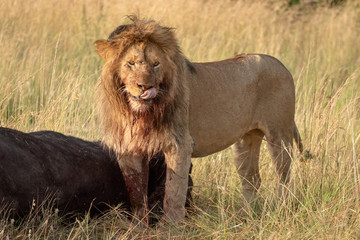 Blood-stained male lion stands by buffalo carcass