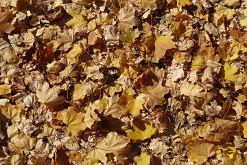 Dry fallen leaves of maple from above