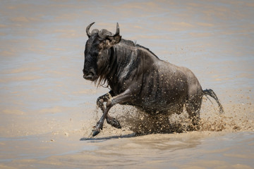Blue wildebeest gallops through shallows of lake