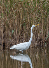 Fototapeta premium Great White Egret in Wetlands in Latvia on a Sunny Day