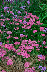 Close up an attractive and colourful flower border with Achillea millefolium Pink Grapefruit and Veronica Purpleicious © Garden Guru