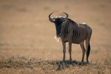 Naklejka na ściany i meble Blue wildebeest stands eyeing camera in sunshine