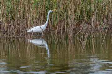 Naklejka premium Great White Egret in Wetlands in Latvia on a Sunny Day