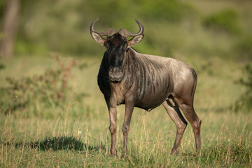 Naklejka na ściany i meble Blue wildebeest stands in grass watching camera