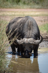 Cape buffalo drinking from muddy water hole