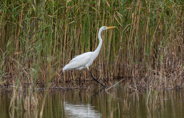 Great White Egret in Wetlands in Latvia on a Sunny Day