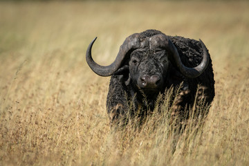 Cape buffalo in long grass facing camera