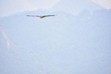 Nature and Wildlife