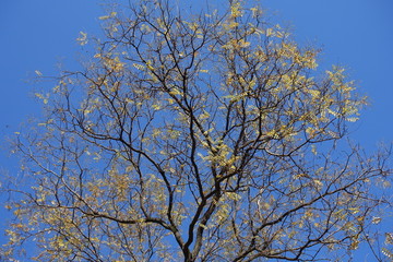 Branches of Sophora japonica with few yellow leaves against blue sky in November