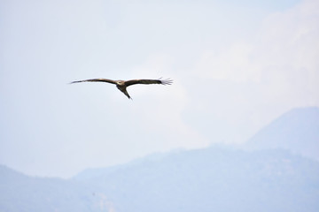 Nature and Wildlife
